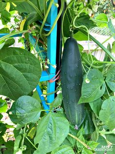 an eggplant growing on the side of a blue planter in a garden