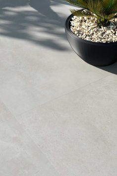 a potted plant sitting on top of a cement floor