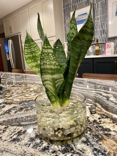 a potted plant sitting on top of a kitchen counter