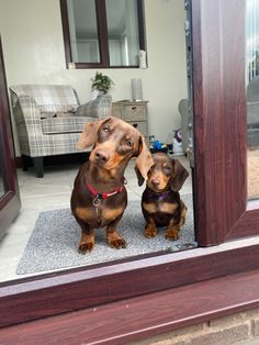 two dachshunds looking at themselves in the mirror