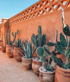 several cactus plants are lined up against a wall on a brick patio in front of an adobe - style building