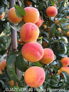 several peaches growing on the branches of trees