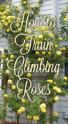 there is a sign that says how to train climbing roses on the side of a house