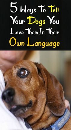 a woman holding a dog with the words 5 ways to tell your dogs you love them in their own language