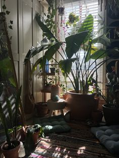 many houseplants and plants are in the corner of a room with sunlight coming through the window