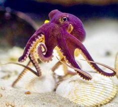 an octopus sitting on top of a white shell