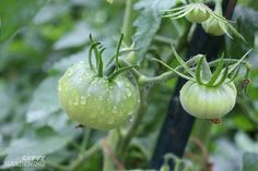 two green tomatoes growing on the vine with water droplets