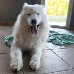 a large white dog sitting on top of a tile floor next to a door with its tongue hanging out