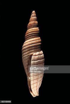 a sea shell on a black background - seashell stock pictures, royalty photos & images