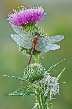 a close up of a flower with a dragonfly on it's back end