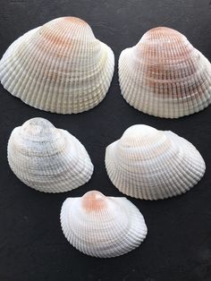 four seashells are arranged on a black surface