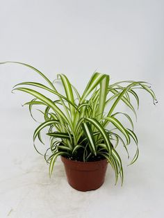 PRICES MAY VARY. Ocean spider fully rooted plant in 4 inch pot Requires bright light or filtered sunlight for best growth and vibrant leaf colors Keep evenly moist, not wet or dry Perfect Inside Your House All Year Long or Outdoors For Spring & Summer Ocean spider Plants make excellent house plants or indoor plants as they are not only such easy-growing plants but have beneficial properties in cleansing the air of pollutants, especially formaldehyde and carbon monoxide. As it tolerates artificia Easy Care Houseplants, Live House Plants, Growing Bulbs, Artificial Lighting, Spider Plant, Summer Ocean, Pothos Plant, Carbon Monoxide, Sandy Soil