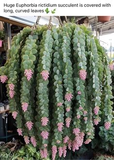 a large green plant with pink flowers hanging from it's center