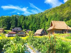 the village is surrounded by lush green trees