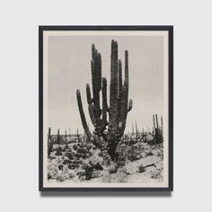 a black and white photo of a cactus in the desert with snow on the ground