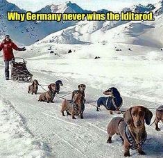 a man standing on top of a snow covered slope next to dogs in sleds