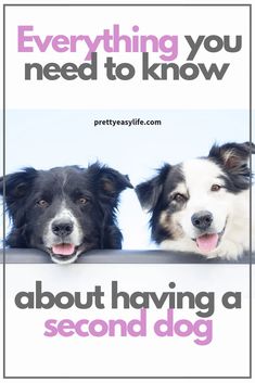 two black and white dogs with the words everything you need to know about having a second dog