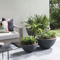 three potted plants sitting on top of a cement floor next to a white couch