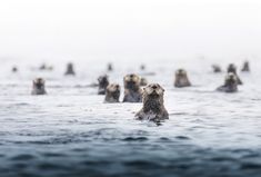 a sea otter swimming in the ocean surrounded by smaller rocks and water droplets, on a foggy day