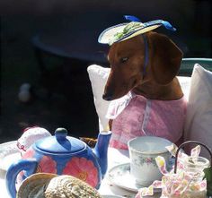 a dachshund dog sitting at a table with tea cups and saucers