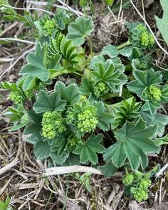 a close up of a plant with green leaves and flowers in the dirt near grass