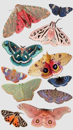 many different types of butterflies on a white background