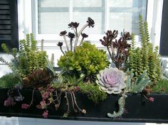 a window sill filled with lots of different types of plants