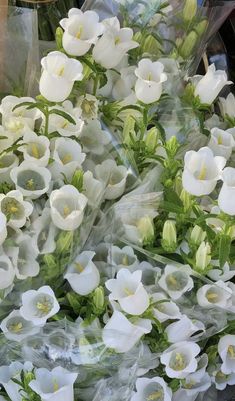 many white flowers are on display for sale