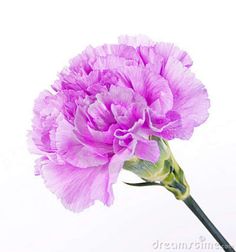 a single pink flower on a white background