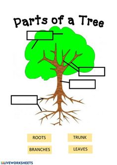 parts of a tree labeled in pictures