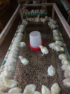 several chickens in a cage with one standing and the other laying down