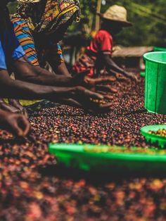 people picking beans out of a green bucket