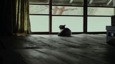 a cat sitting on top of a wooden floor next to a window