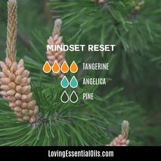 Angelica essential oil blends well with by Loving Essential Oils | Tangerine and pine blend well with angelica oil Calming Essential Oil Blends, Petitgrain Essential Oil, Angelica Root, Pine Essential Oil, Calming Essential Oils