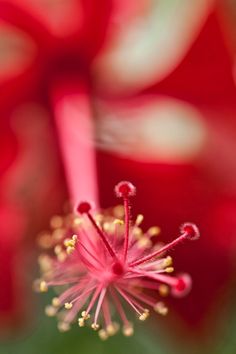 the center of a red flower with yellow stamens