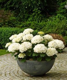 a potted plant with white flowers in it on a stone patio area surrounded by greenery