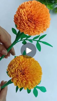 two orange flowers are being held by someone's hands with green leaves on them