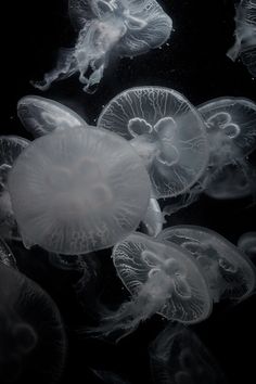 some jellyfish are swimming in the water