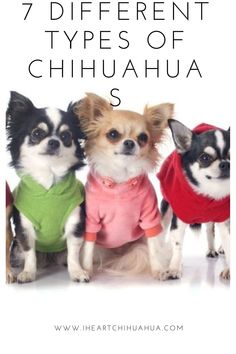 three small dogs wearing sweaters with the words, 7 different types of chihuahua s