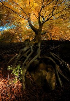 a tree that is growing out of the ground with its roots in front of it