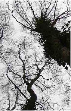 looking up at the tops of tall trees