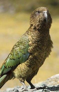 a green and yellow bird is standing on some rocks