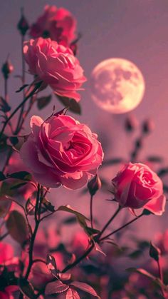 pink roses are blooming in front of the moon