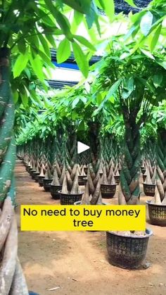 there is no need to buy money tree