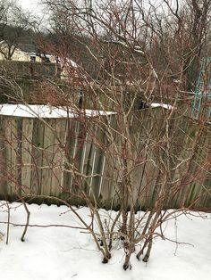 a small tree with no leaves in the snow