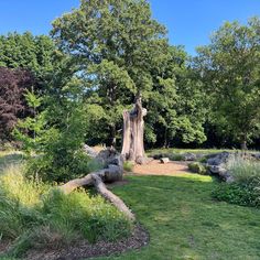 a large tree in the middle of a lush green park with lots of trees around it