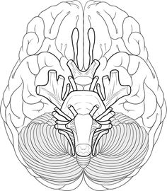 the human brain is shown in black and white, with an image of its structures