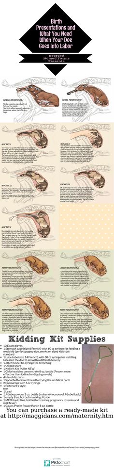 an image of the different types of squids