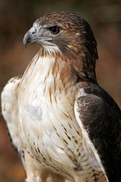 a brown and white bird standing on the ground