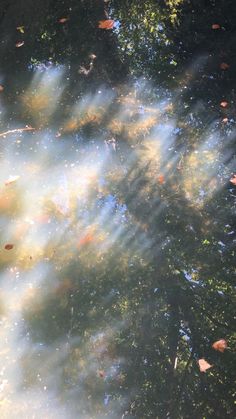 the sun shines through the leaves on the water's surface, making it appear to be floating